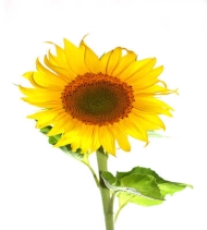 C:\Users\Olena\Desktop\isolated-isolate-flowers-flower-sunflower-32784.jpg